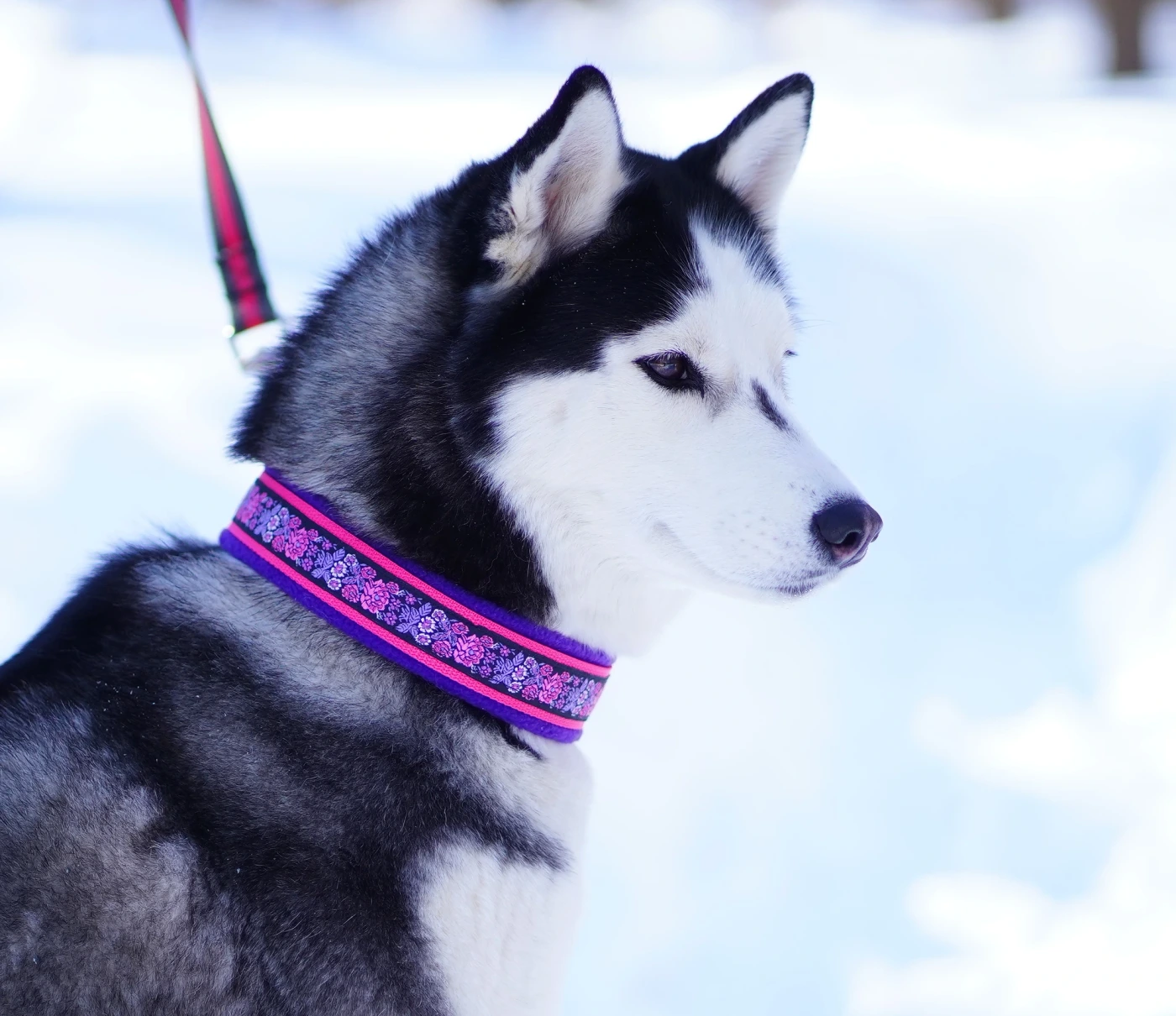 Martingale collar